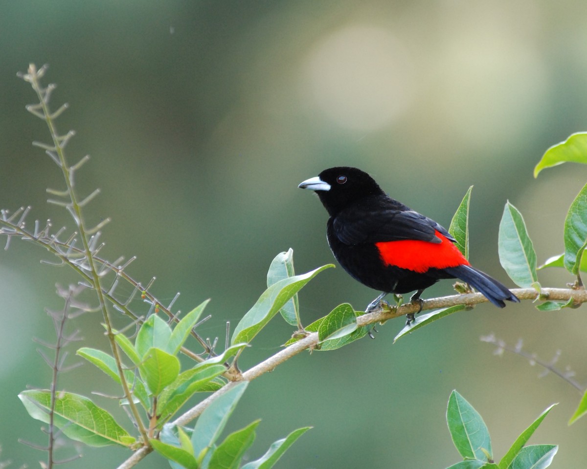 Scarlet-rumped Tanager - Daniel Bailey