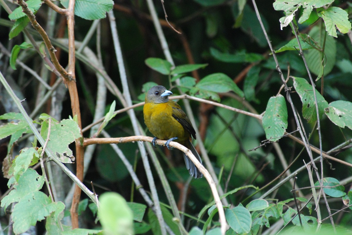 Scarlet-rumped Tanager - ML616166820