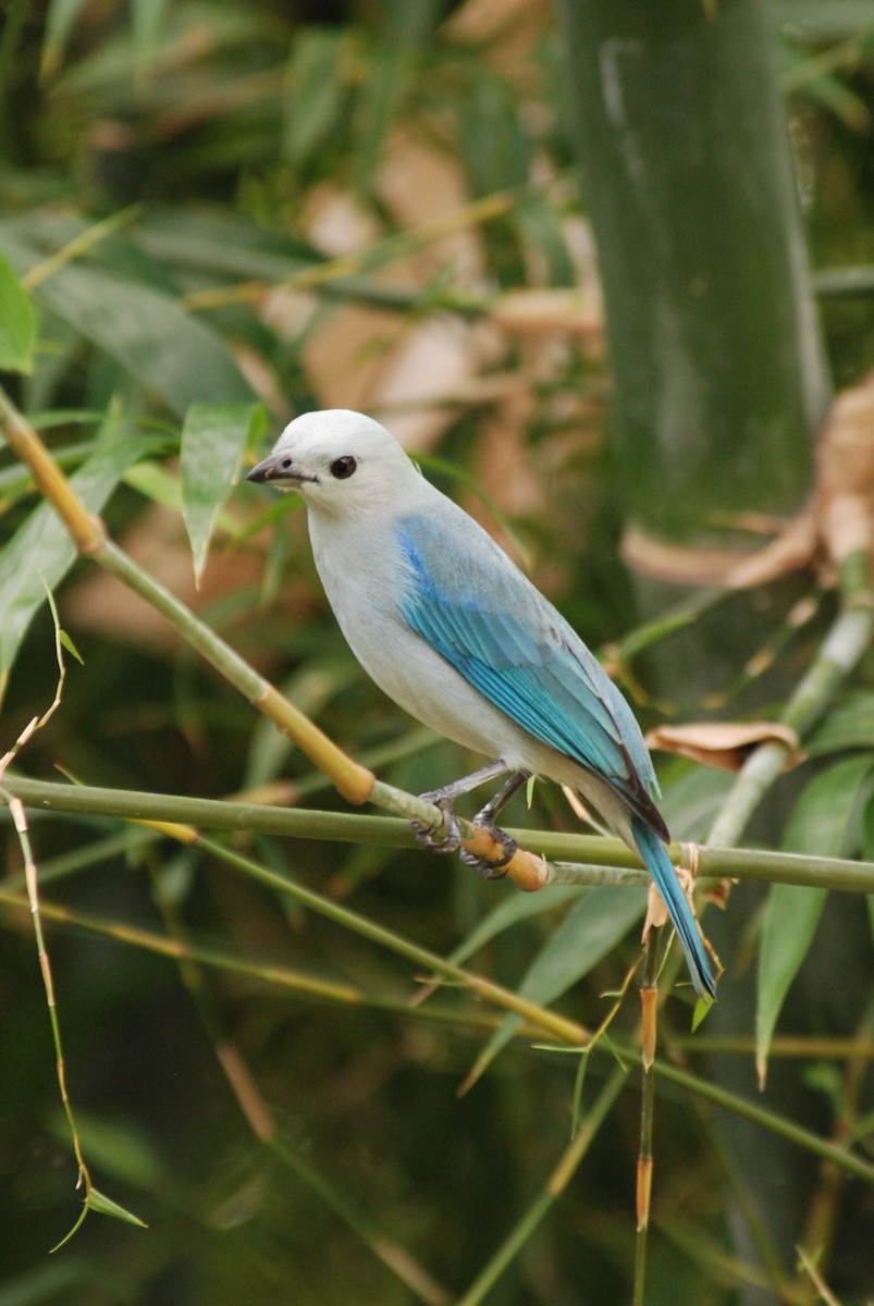 Blue-gray Tanager - ML616166842
