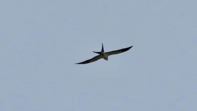 Swallow-tailed Kite - Bert Alm