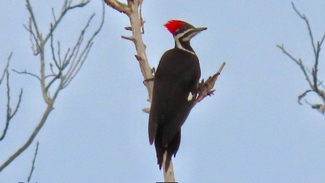 Pileated Woodpecker - ML616166928