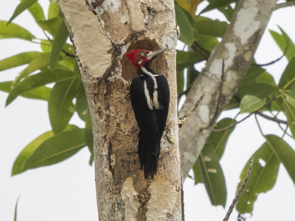 Crimson-crested Woodpecker - ML616166934