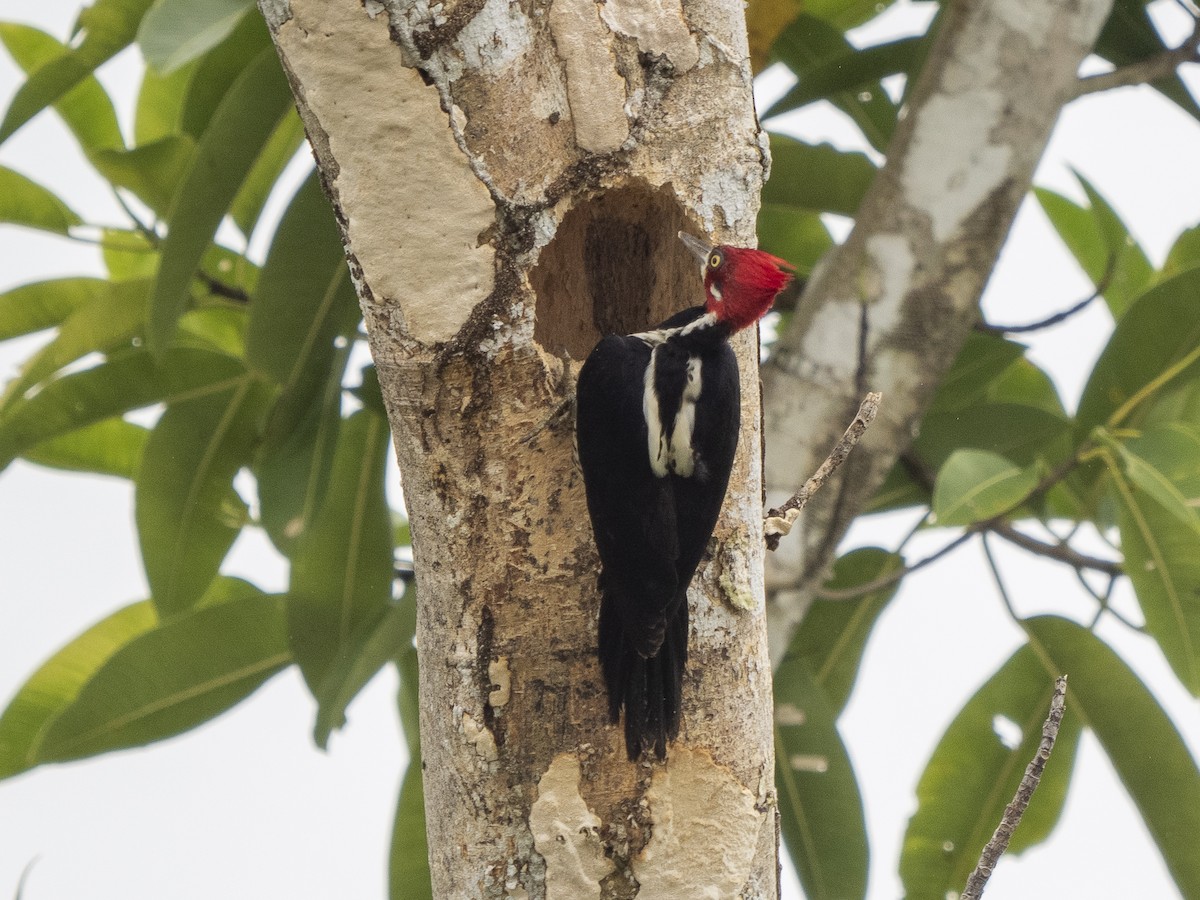 Crimson-crested Woodpecker - ML616166949
