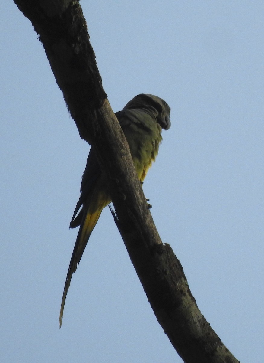 Malabar Yeşil Papağanı - ML616166960