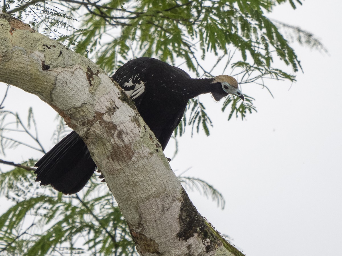 Blue-throated Piping-Guan - ML616166965