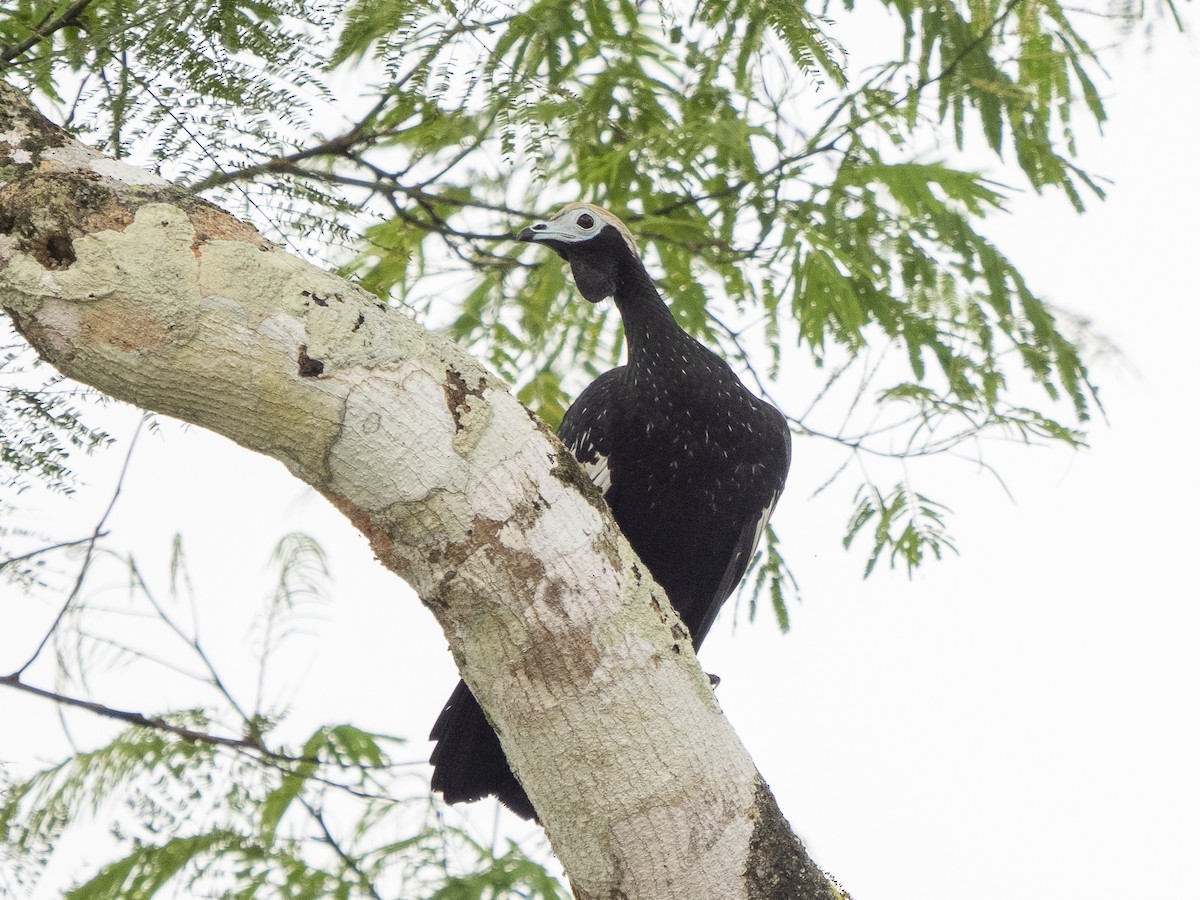 Blue-throated Piping-Guan - ML616166966