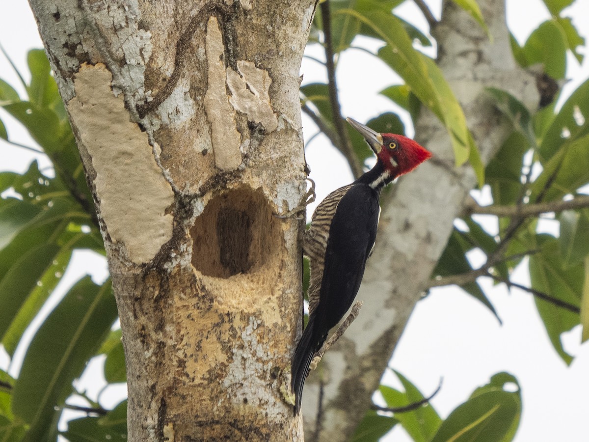 Crimson-crested Woodpecker - ML616166983