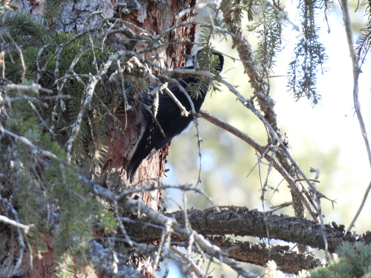 Black-backed Woodpecker - ML616167021