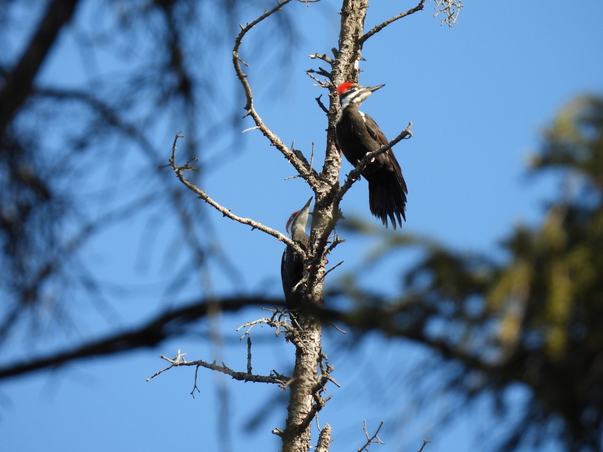 Pileated Woodpecker - ML616167045