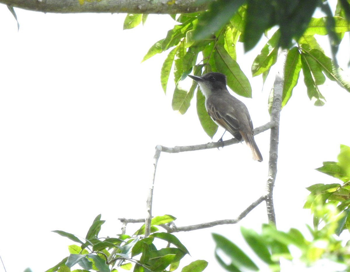 Loggerhead Kingbird (Hispaniolan) - ML616167077