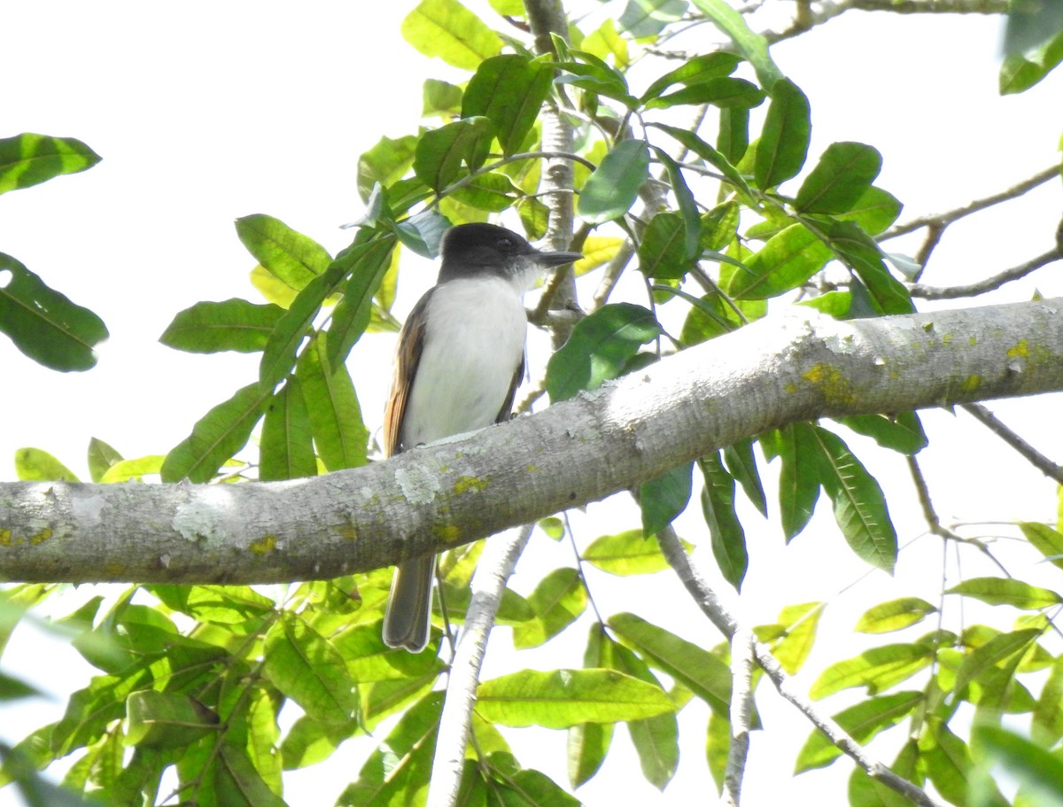Loggerhead Kingbird (Hispaniolan) - Heath Harlan