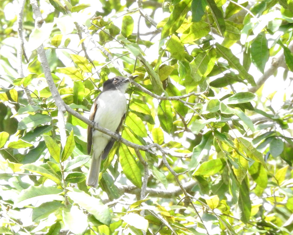 Loggerhead Kingbird (Hispaniolan) - ML616167079