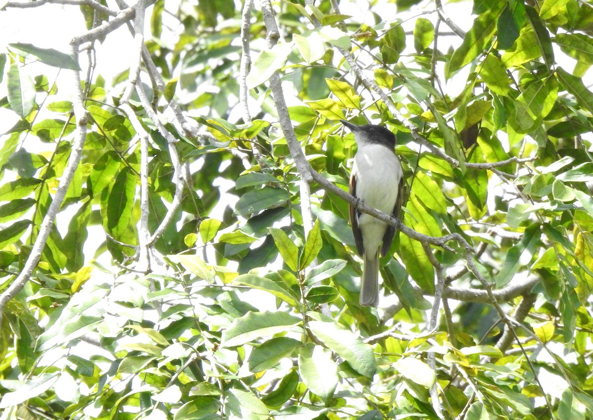 Loggerhead Kingbird (Hispaniolan) - ML616167080