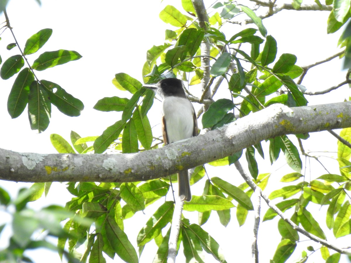 Loggerhead Kingbird (Hispaniolan) - ML616167081