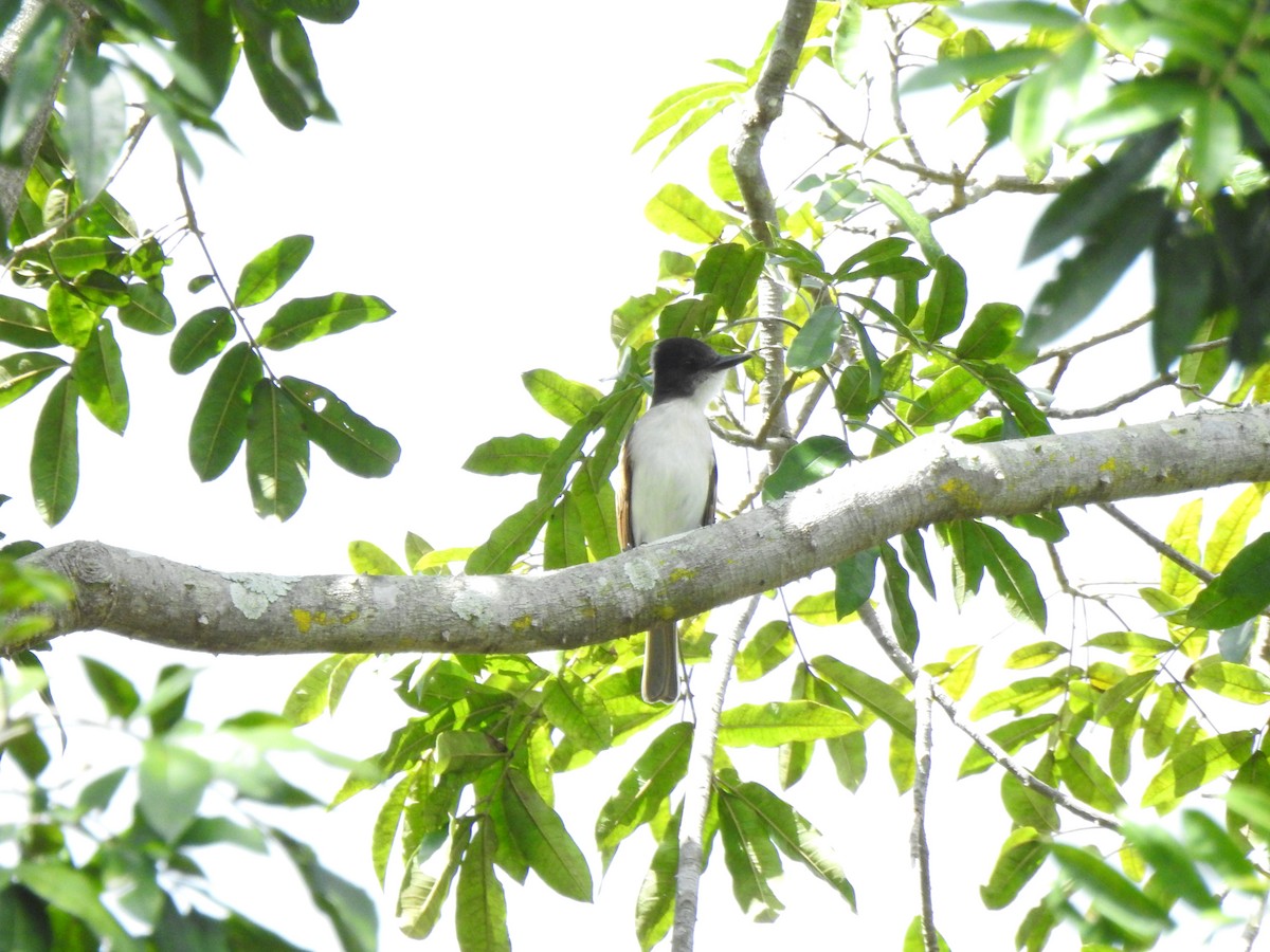 Loggerhead Kingbird (Hispaniolan) - ML616167082