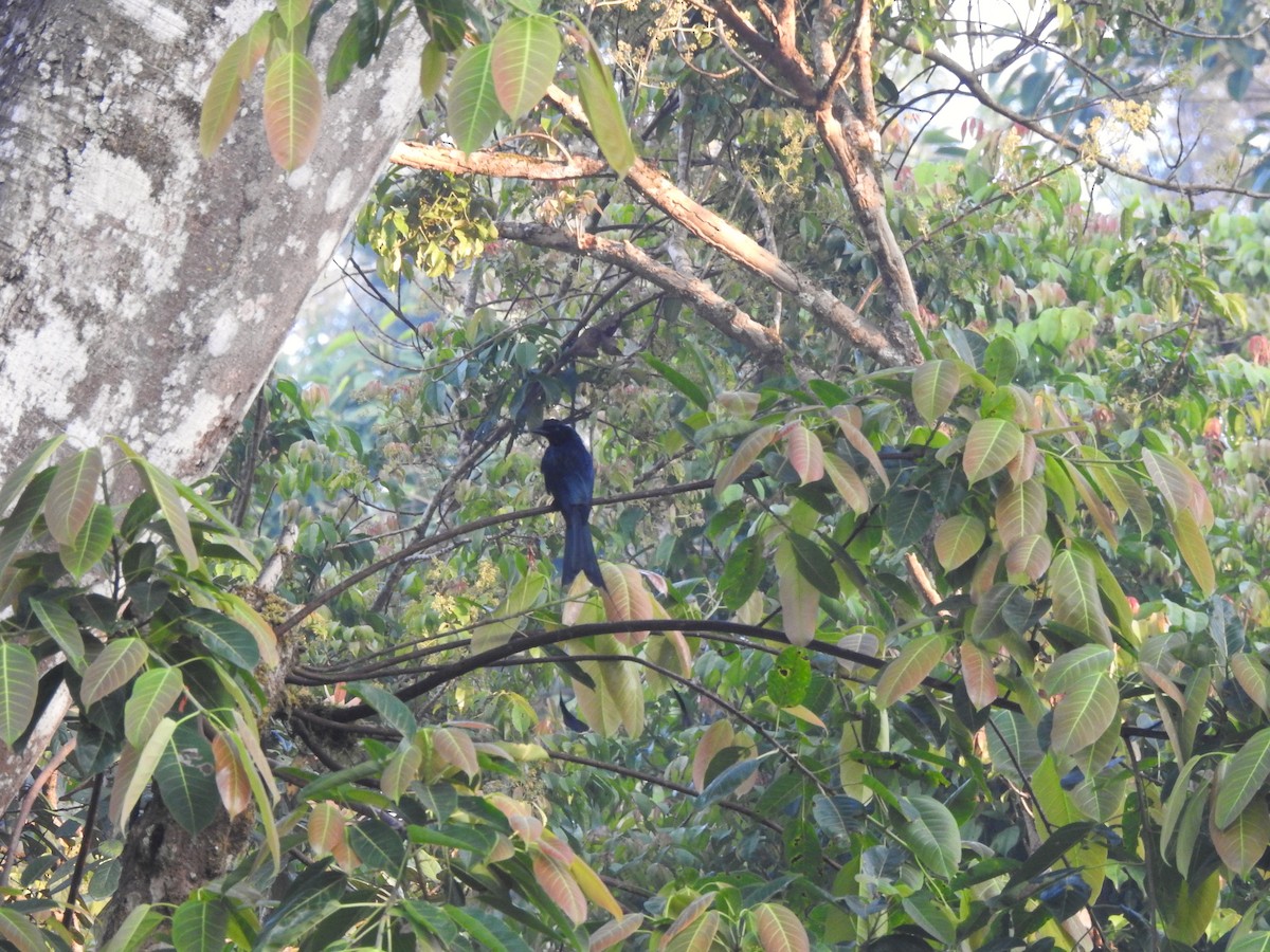 Greater Racket-tailed Drongo - ML616167084