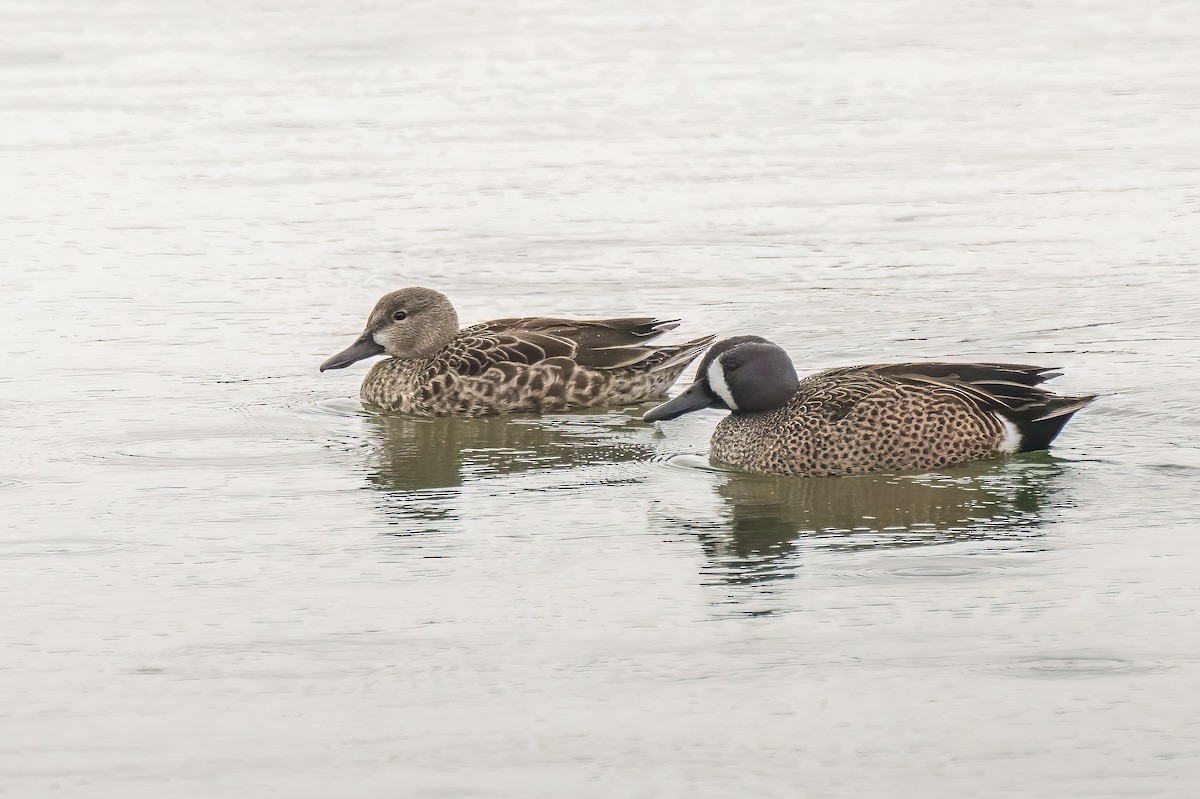 Blue-winged Teal - ML616167143