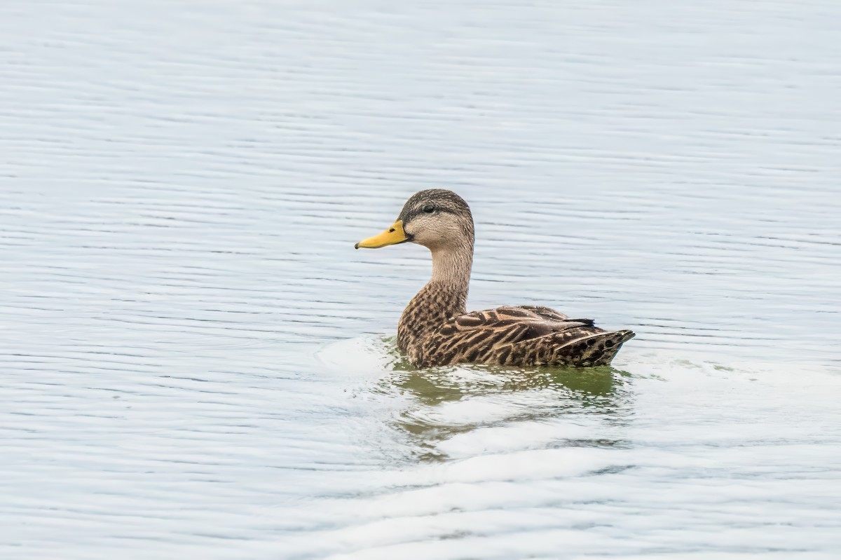 Mottled Duck (Florida) - ML616167176