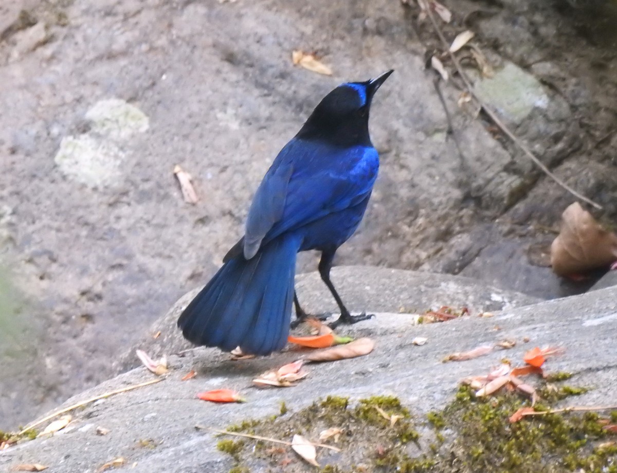 Малабарская синяя птица - ML616167225