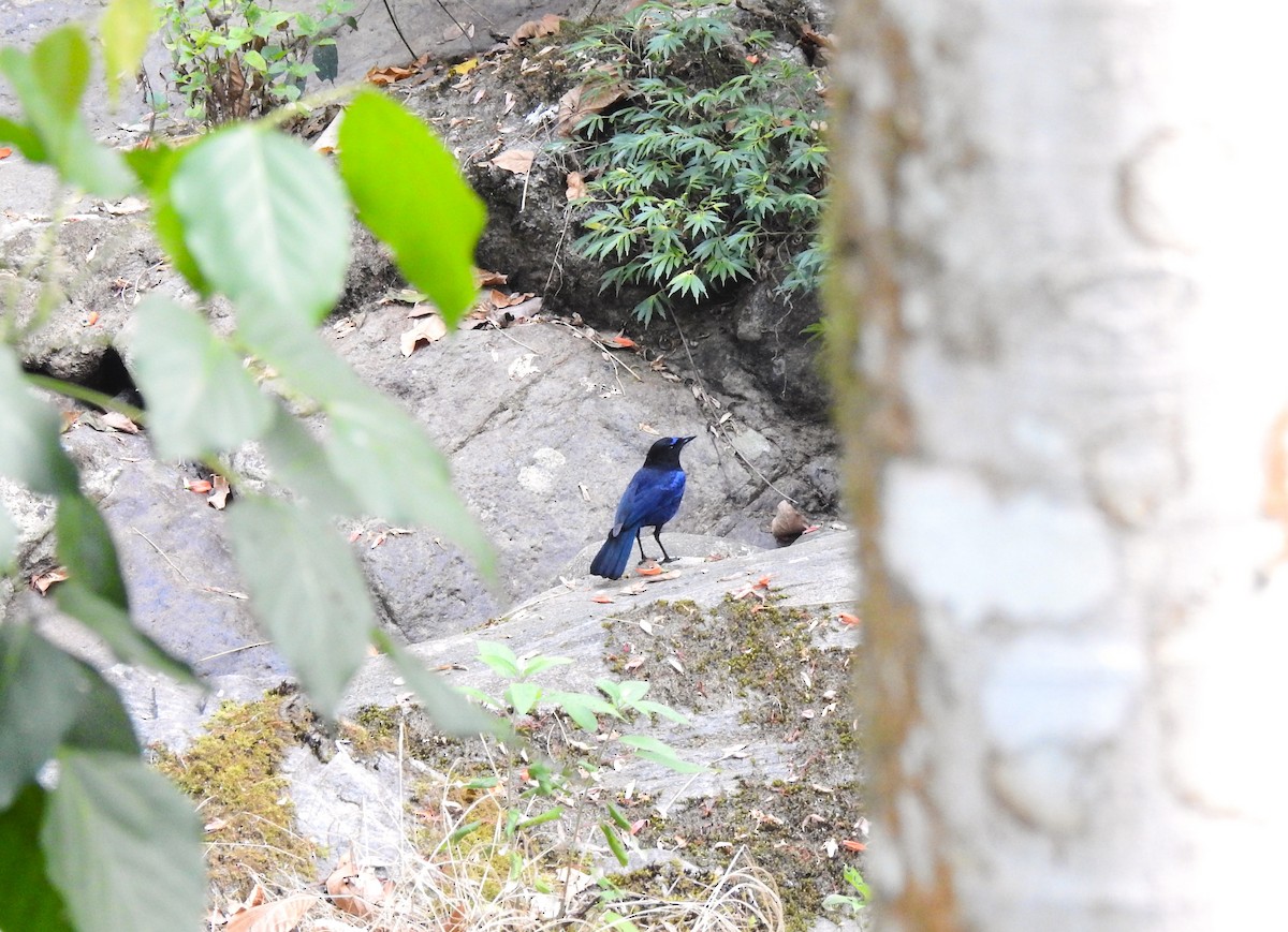Малабарская синяя птица - ML616167226