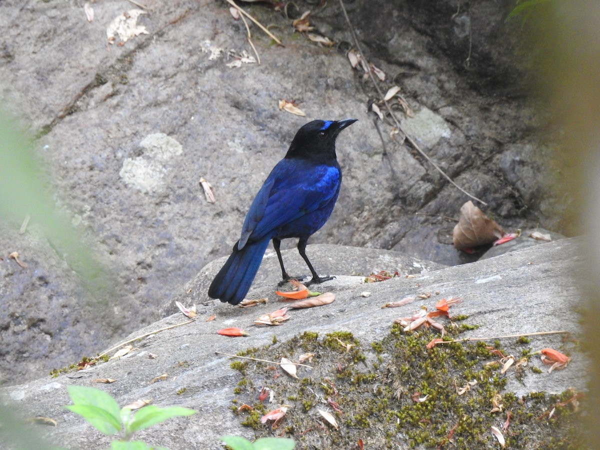 Малабарская синяя птица - ML616167227