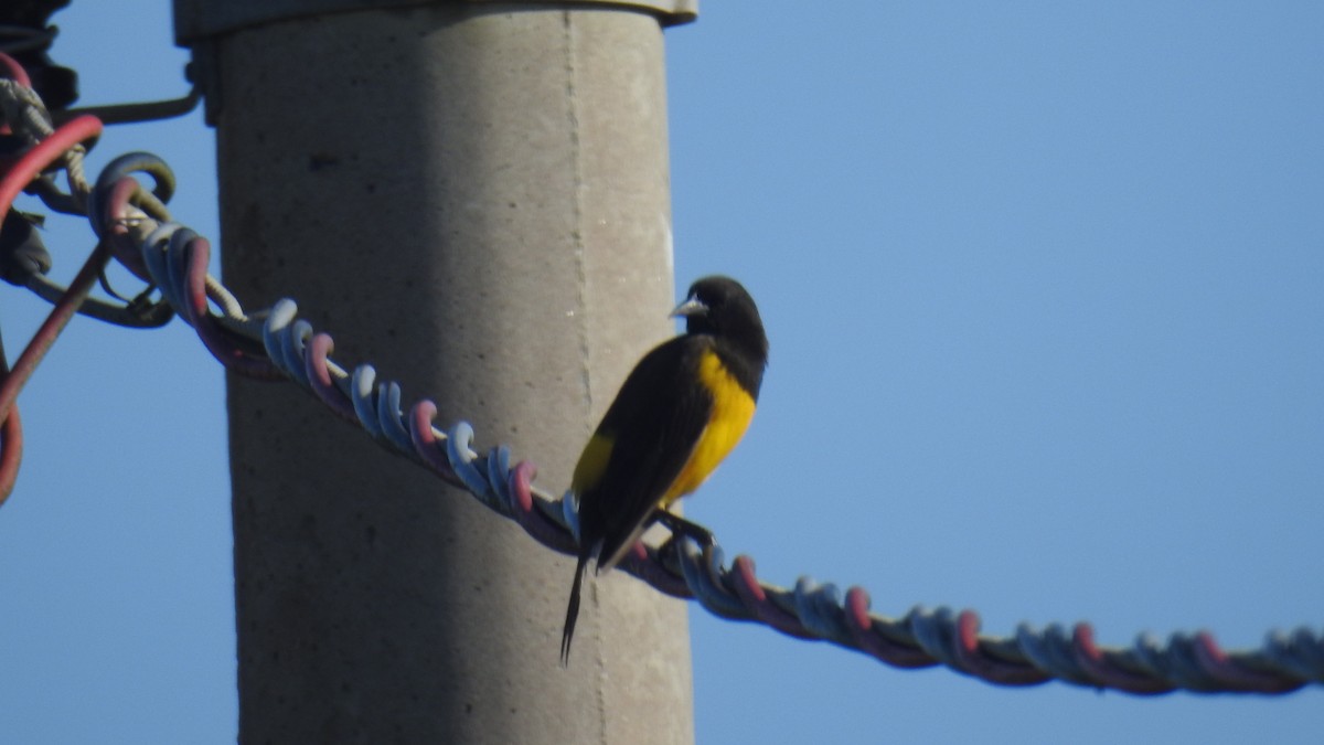Yellow-rumped Marshbird - Fabio Barata