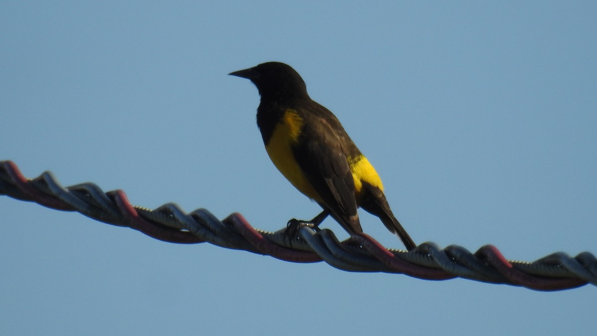 Yellow-rumped Marshbird - Fabio Barata