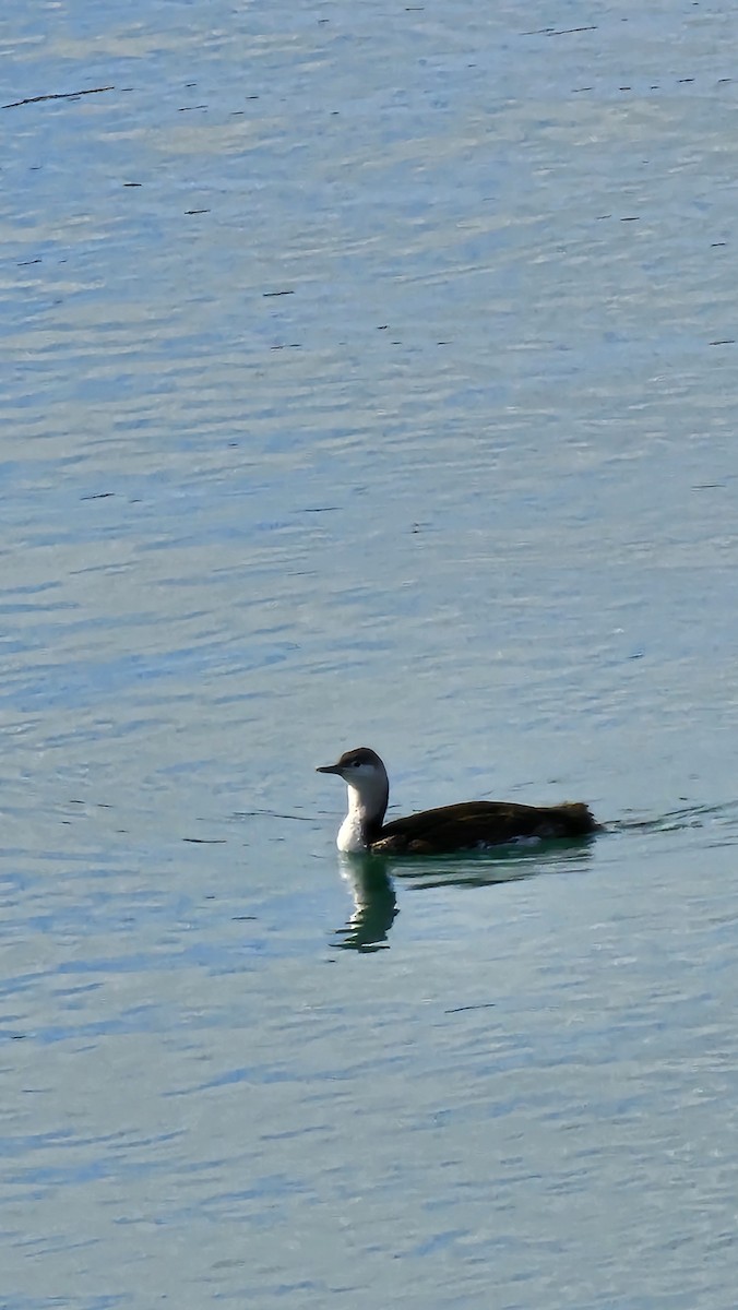 Red-throated Loon - ML616167271