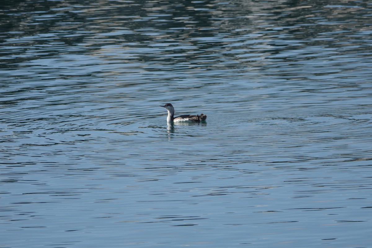 Red-throated Loon - ML616167288