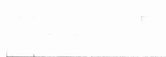 キタツグミマイコドリ - ML616167403