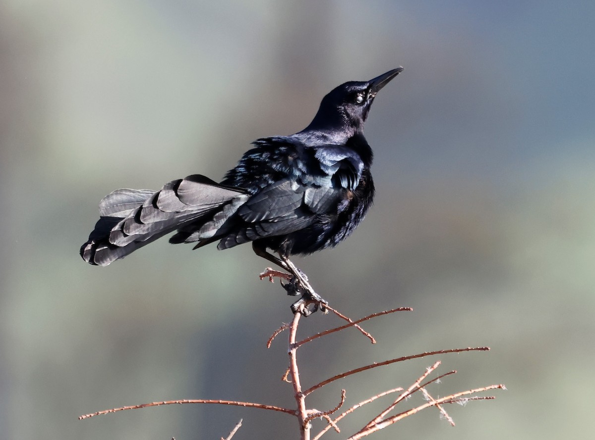 Great-tailed Grackle - ML616167530