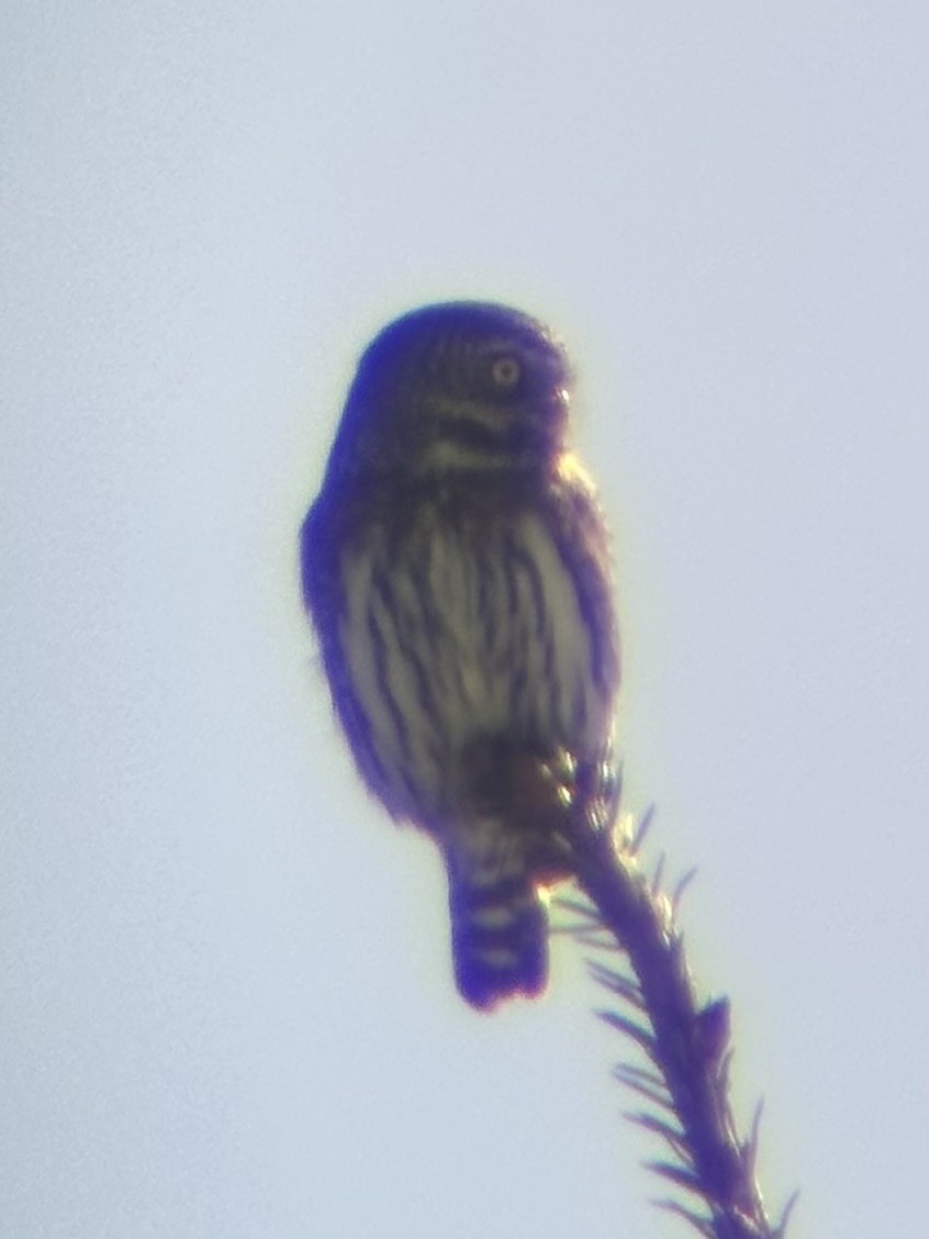 Northern Pygmy-Owl - ML616167551