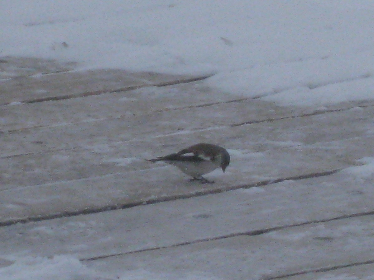 White-winged Snowfinch - ML616167624