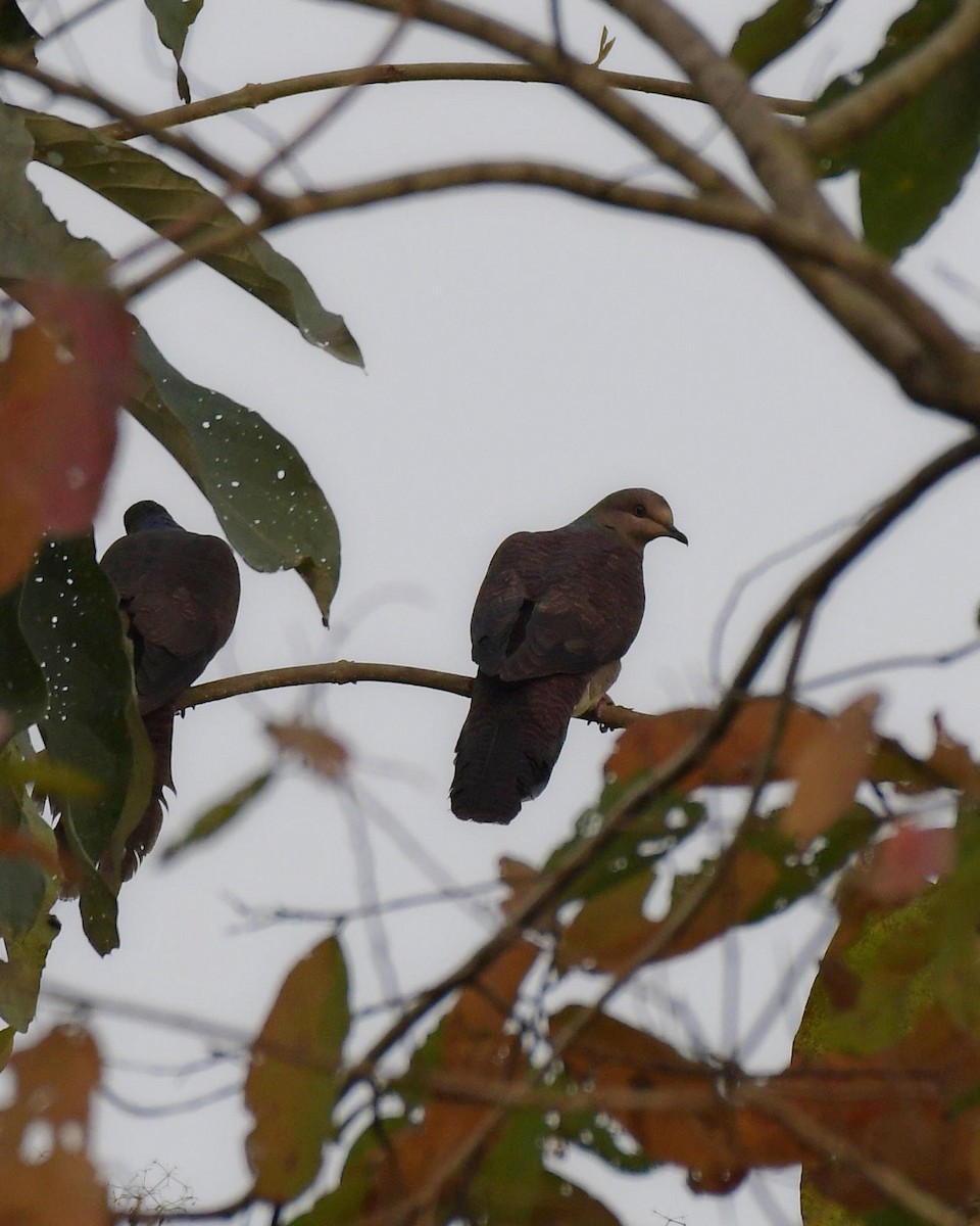 Barred Cuckoo-Dove - Partha Saradhi Allam