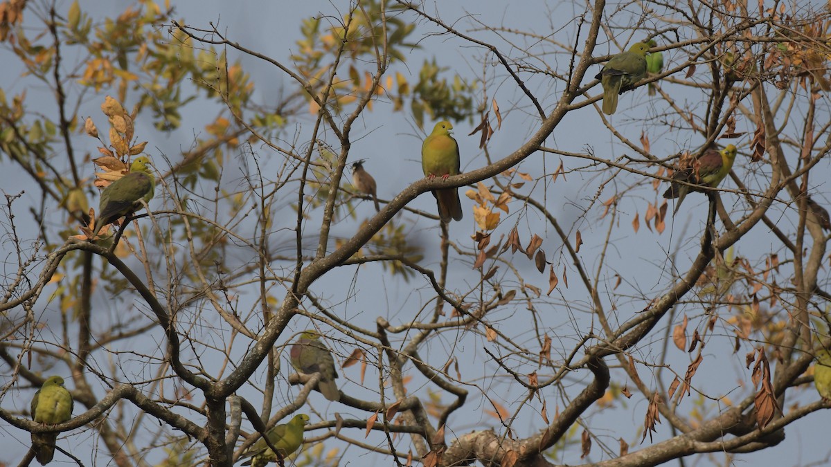 Wedge-tailed Green-Pigeon - ML616167690