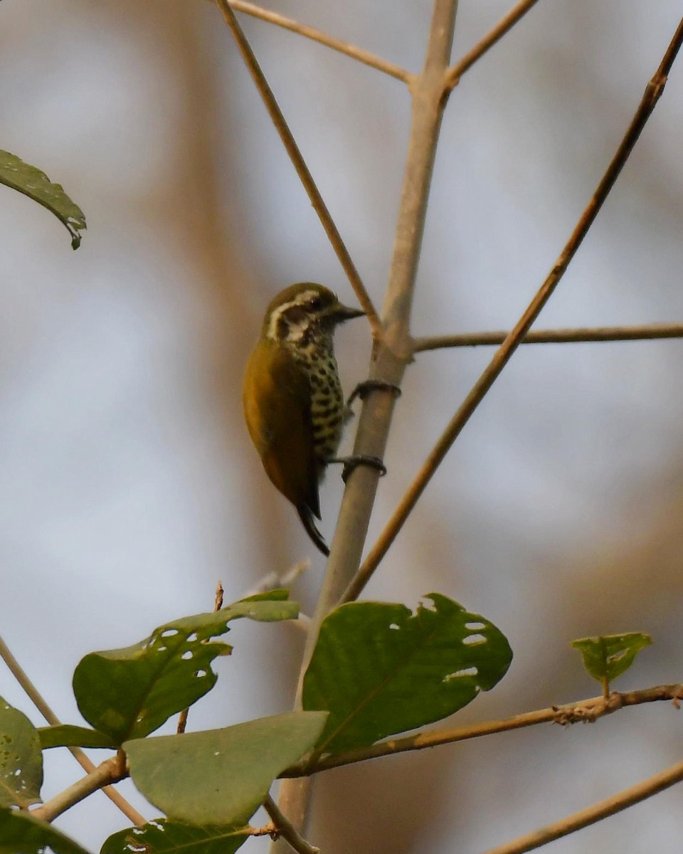Speckled Piculet - ML616167838