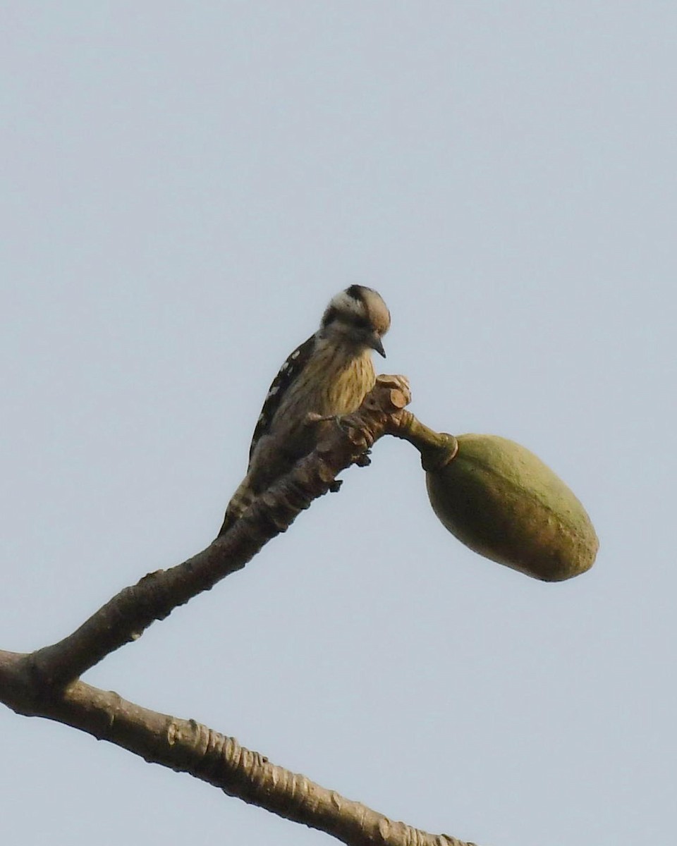 Gray-capped Pygmy Woodpecker - Partha Saradhi Allam