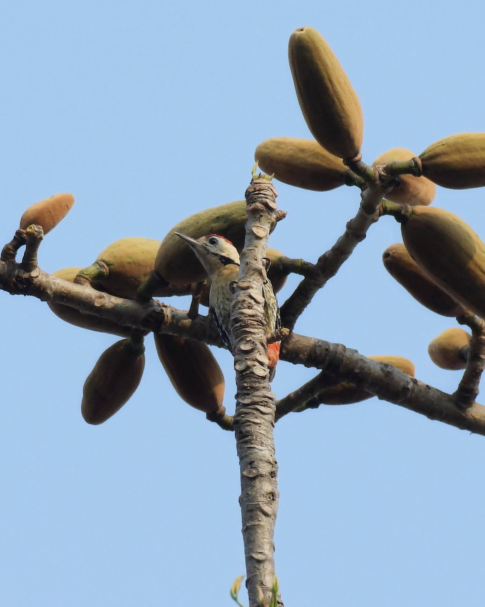 Fulvous-breasted Woodpecker - Partha Saradhi Allam