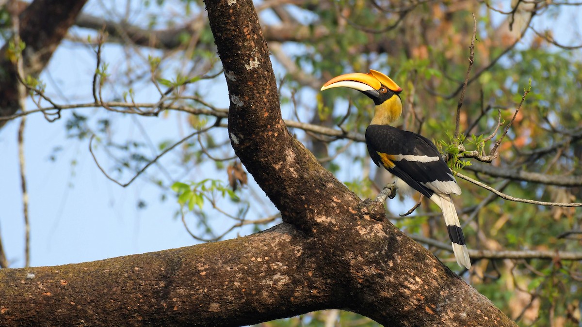 Great Hornbill - Partha Saradhi Allam