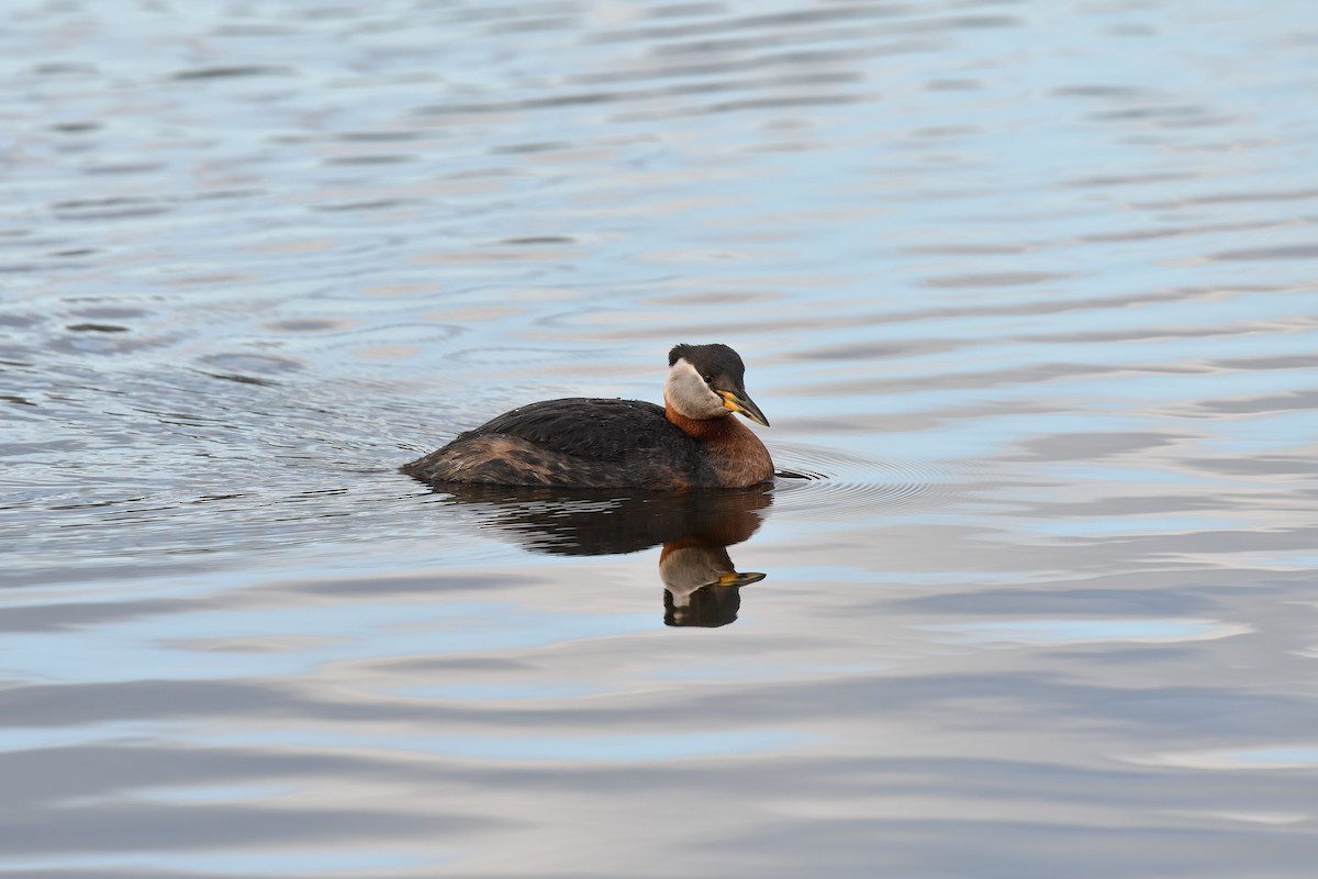 Red-necked Grebe - ML616168288