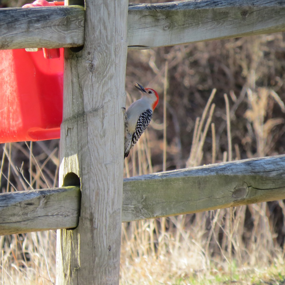 Red-bellied Woodpecker - Daniel Leger