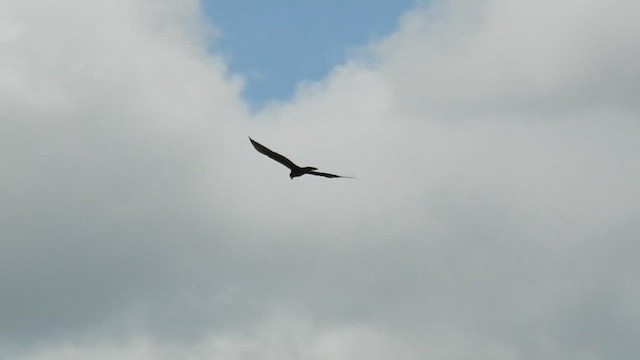 Zone-tailed Hawk - ML616168312