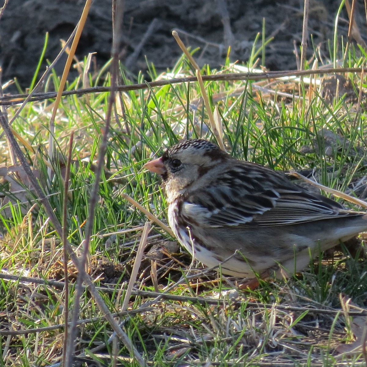 Harris's Sparrow - ML616168331