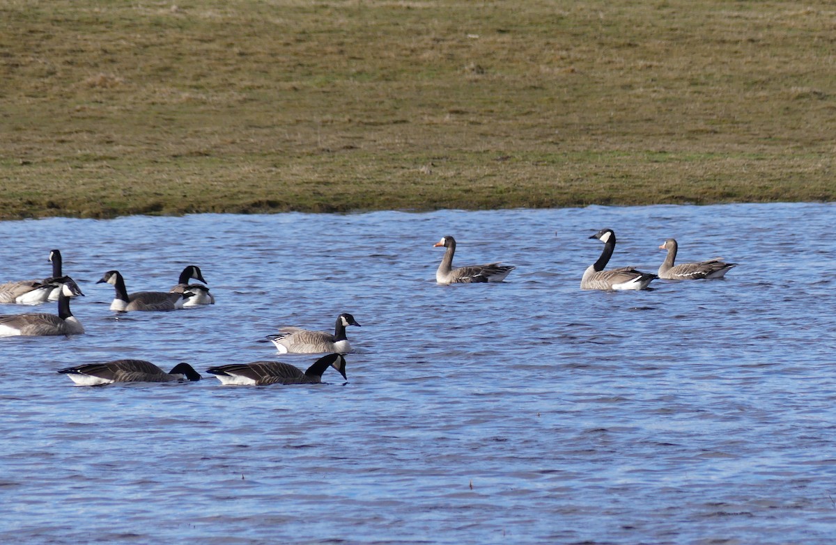 Greater White-fronted Goose - ML616168370