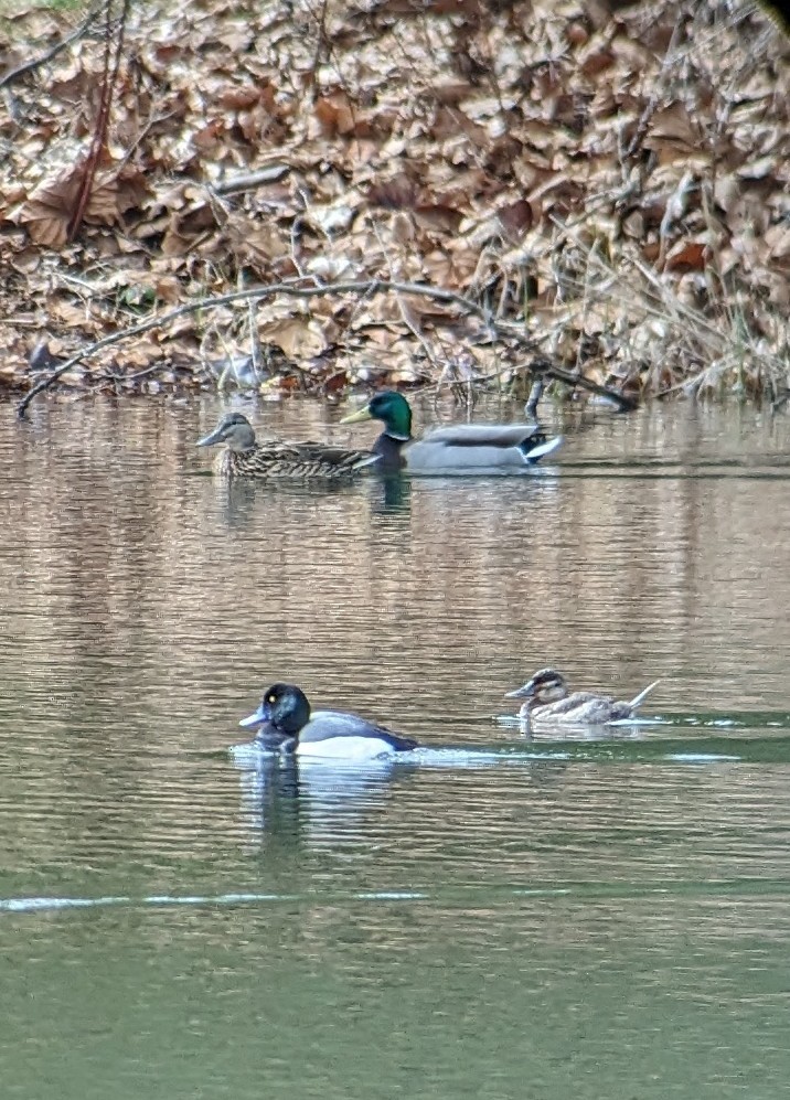 Greater Scaup - ML616168372