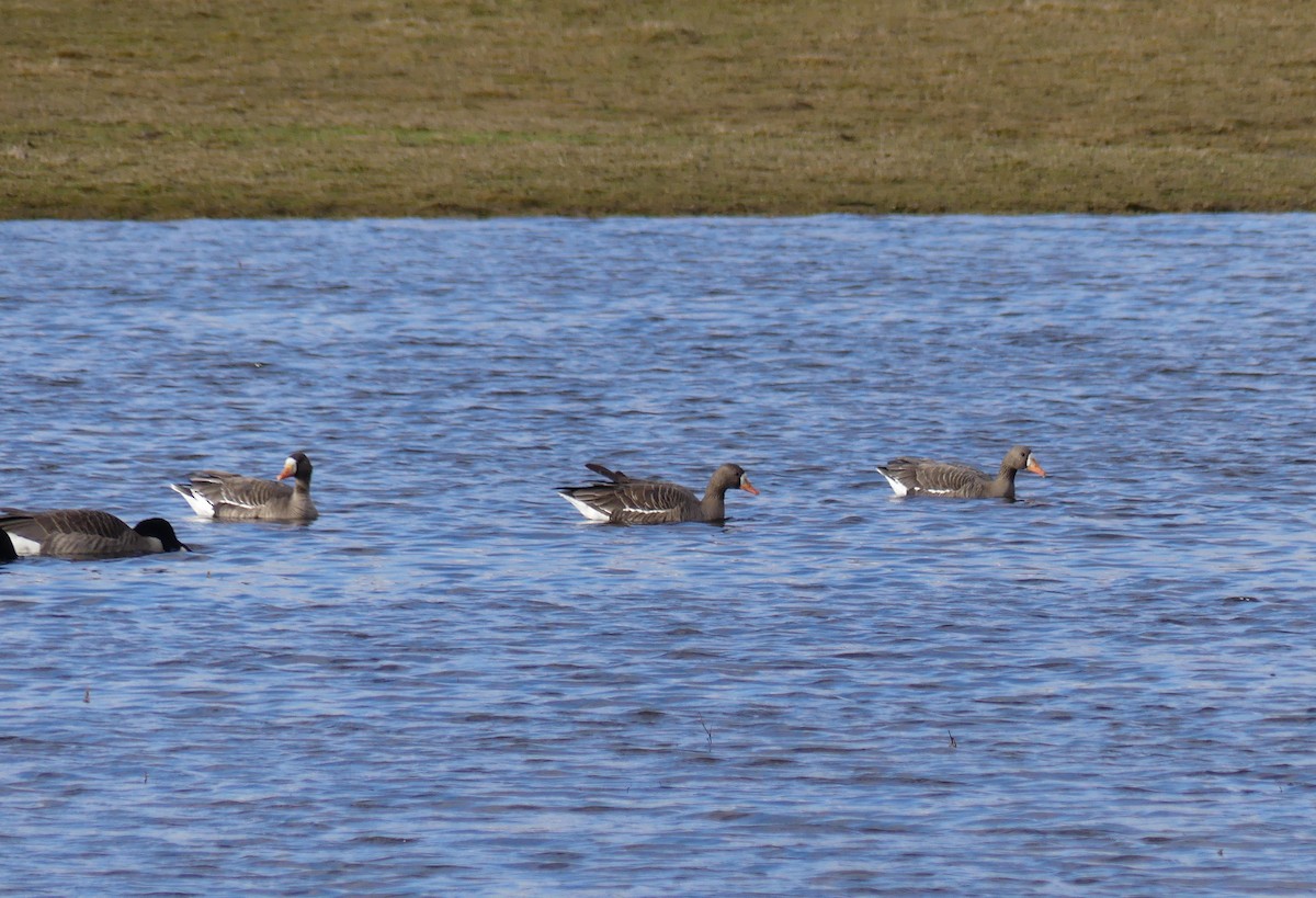Greater White-fronted Goose - ML616168381