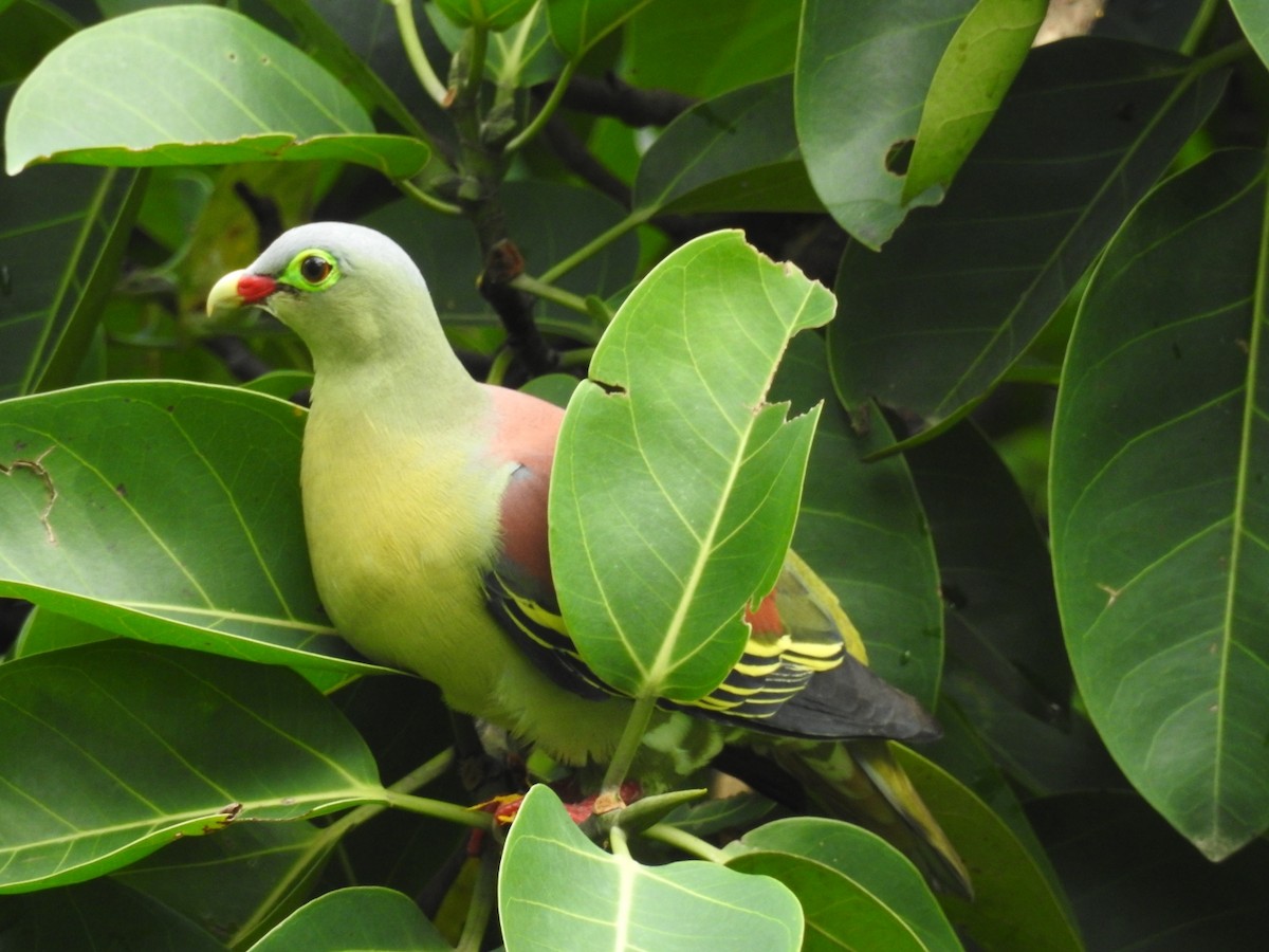 Thick-billed Green-Pigeon - ML616168395