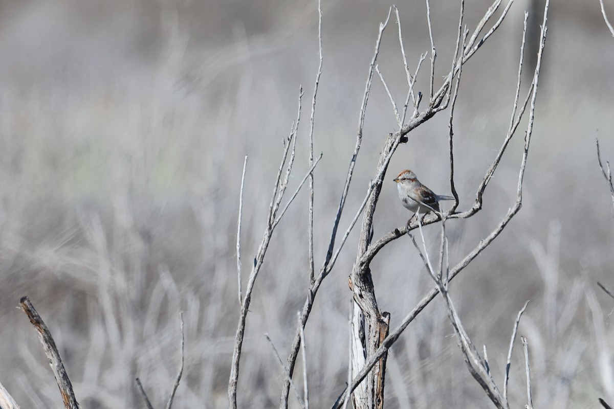 American Tree Sparrow - Brett Wiese