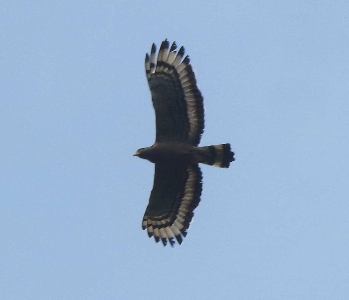 Crested Serpent-Eagle - ML616168528