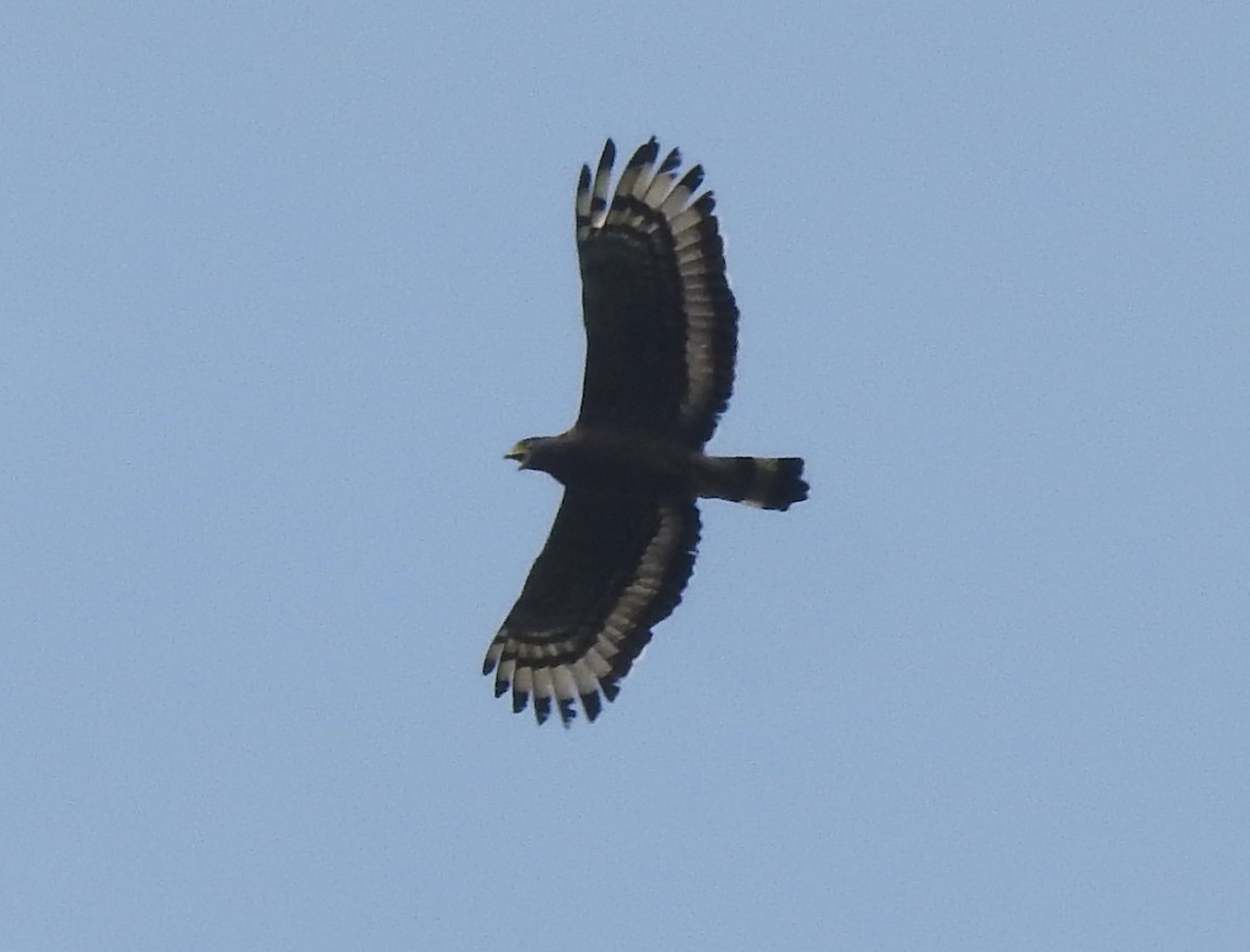 Crested Serpent-Eagle - ML616168529